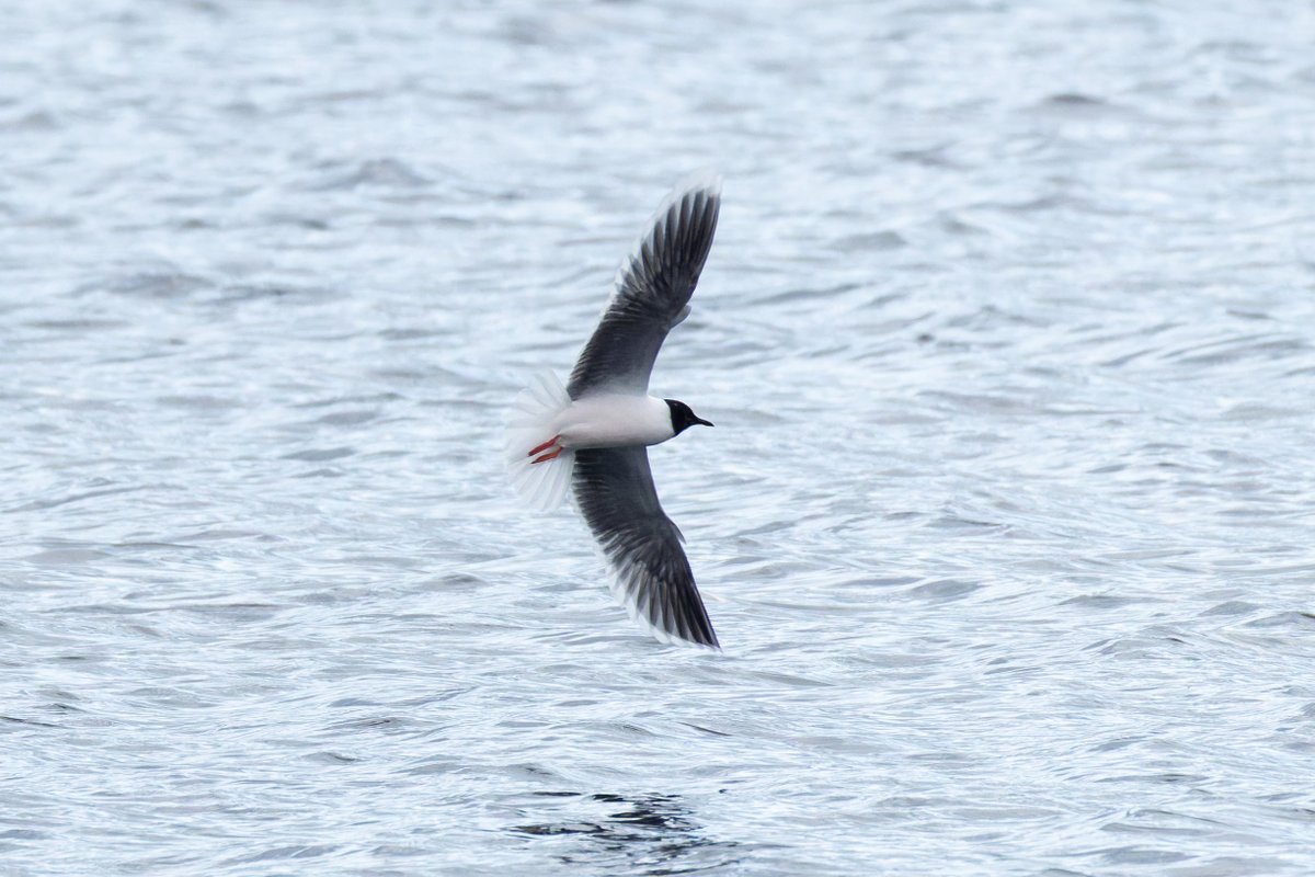 Joe (@gninwodeoj) on Twitter photo Pre-dusk visit to #stainesres produced 50+ arctic terns, 1 ad. black tern, 2 ad. little gulls, 300+ swift, 100+ mixed hirundines, 2 GND and 2 dunlin. Amazing to see all the terns hunting and hear the swifts screaming <a href="/freebirdnewsuk/">Free Rare Bird News, UK 🇬🇧</a> <a href="/LondonBirdClub/">London Bird Club</a> #londonbirds Pre-dusk visit to #stainesres produced 50+ arctic terns, 1 ad. black tern, 2 ad. little gulls, 300+ swift, 100+ mixed hirundines, 2 GND and 2 dunlin. Amazing to see all the terns hunting and hear the swifts screaming <a href="/freebirdnewsuk/">Free Rare Bird News, UK 🇬🇧</a> <a href="/LondonBirdClub/">London Bird Club</a> #londonbirds