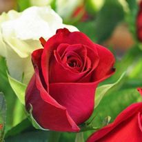 Sanırım; 
İsmet Özel'i
Necip Fazıl'ı
Olabildiğince  ....