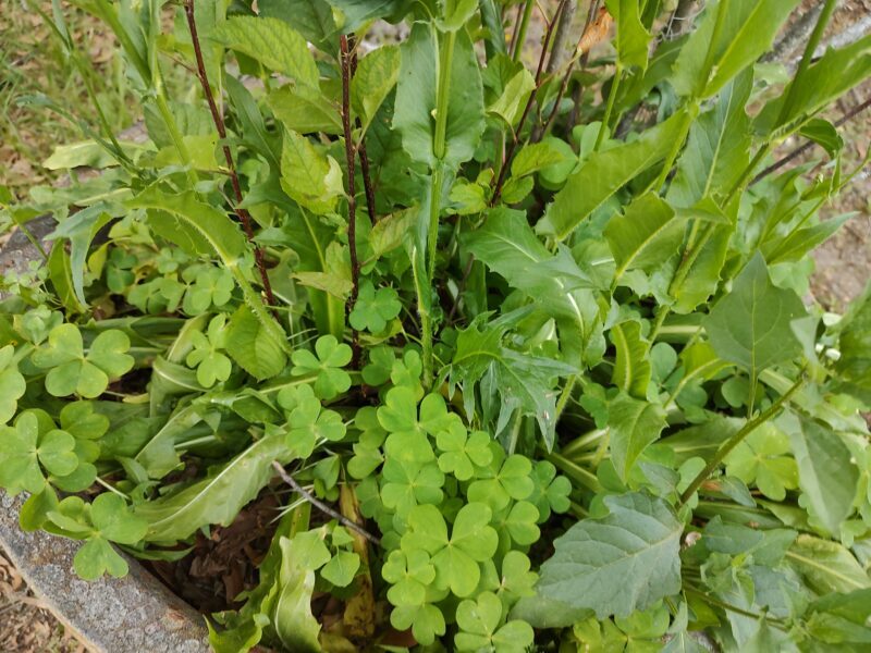 HomeFixated.com tweet media