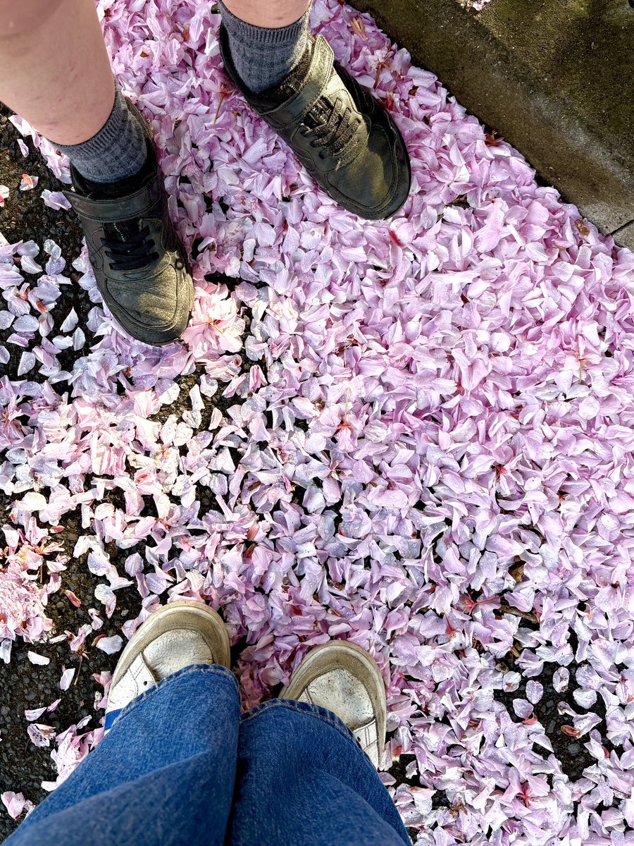 NowThenSunshine's tweet image. Blossom carpet 🌸

Day 113/365 #photoaday
