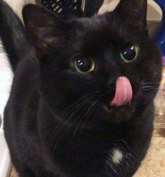 Black cats are not bad luck (@visualscat) on Twitter photo 