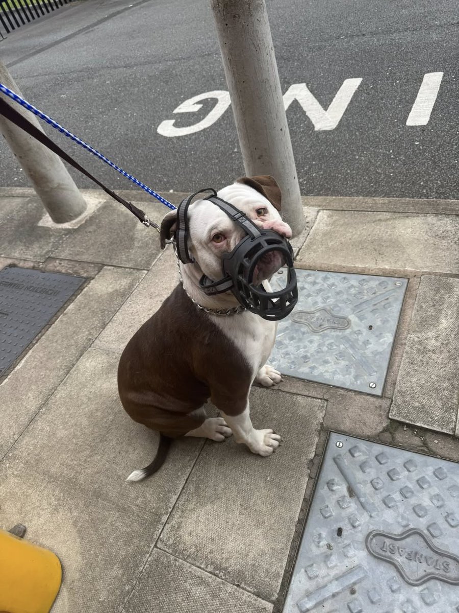 Please retweet to help find the owner, information or a rescue space for this abandoned dog  #Sefton #Merseyside #Liverpool #UK ... heartbreaking, this is happening all day every day all over the UK!!💔 DUMPED
Female Bulldog type found near to Hugh Baird college. Handed into Pdsa