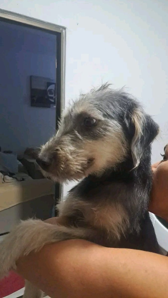 Animais Recife 🐶🐱🐾 tweet media