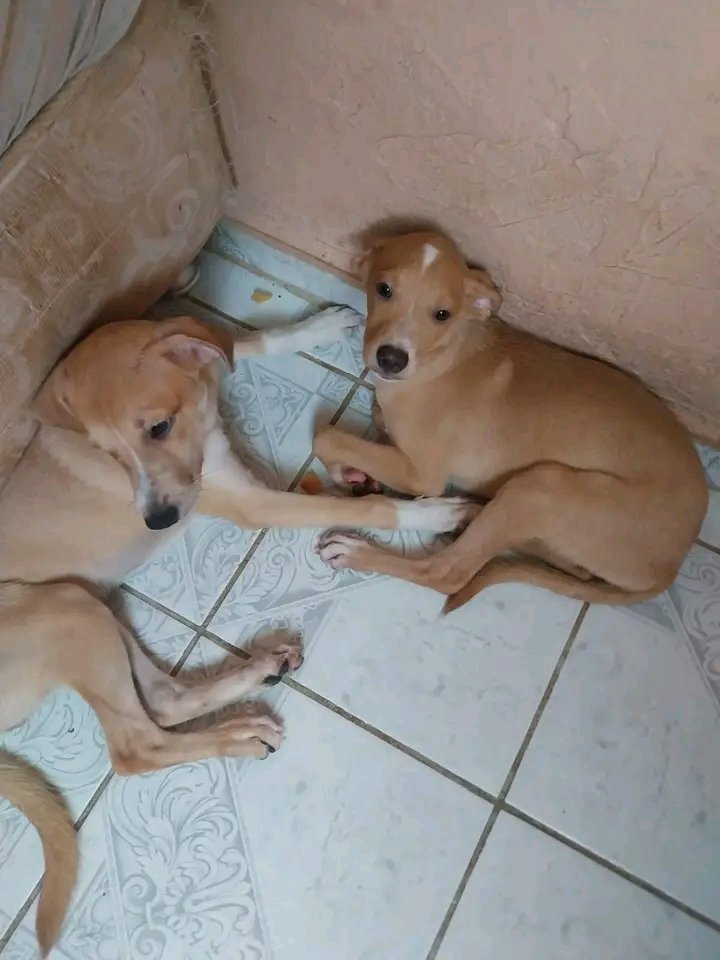 Animais Recife 🐶🐱🐾 tweet media
