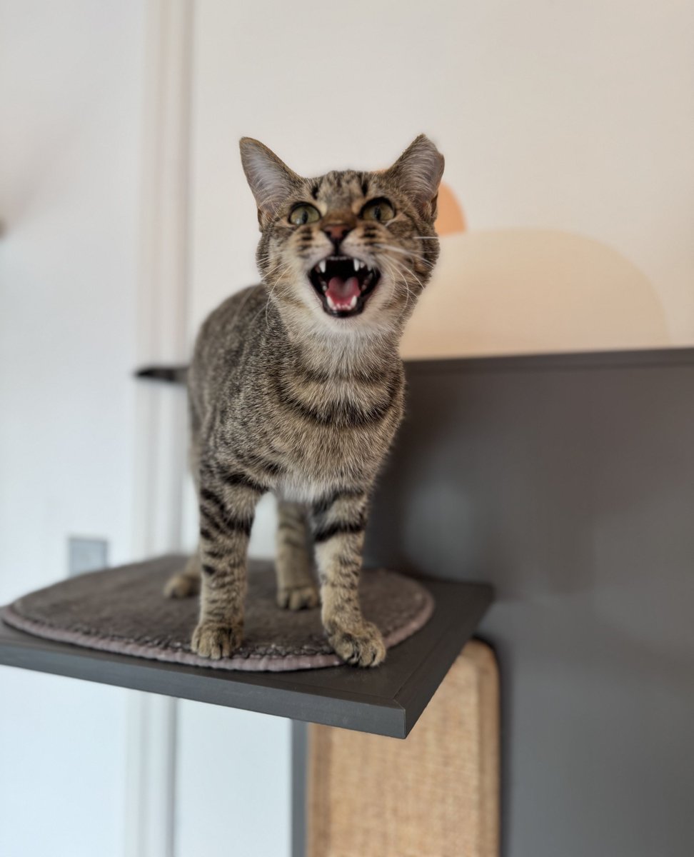 Adoption # 520...Bobbie! We missed getting this cutie's poloroid because she was due for some boosters and was picked up from the SPCA. We are so happy this baby now has her very own family. Congrats Bobbie! 💙