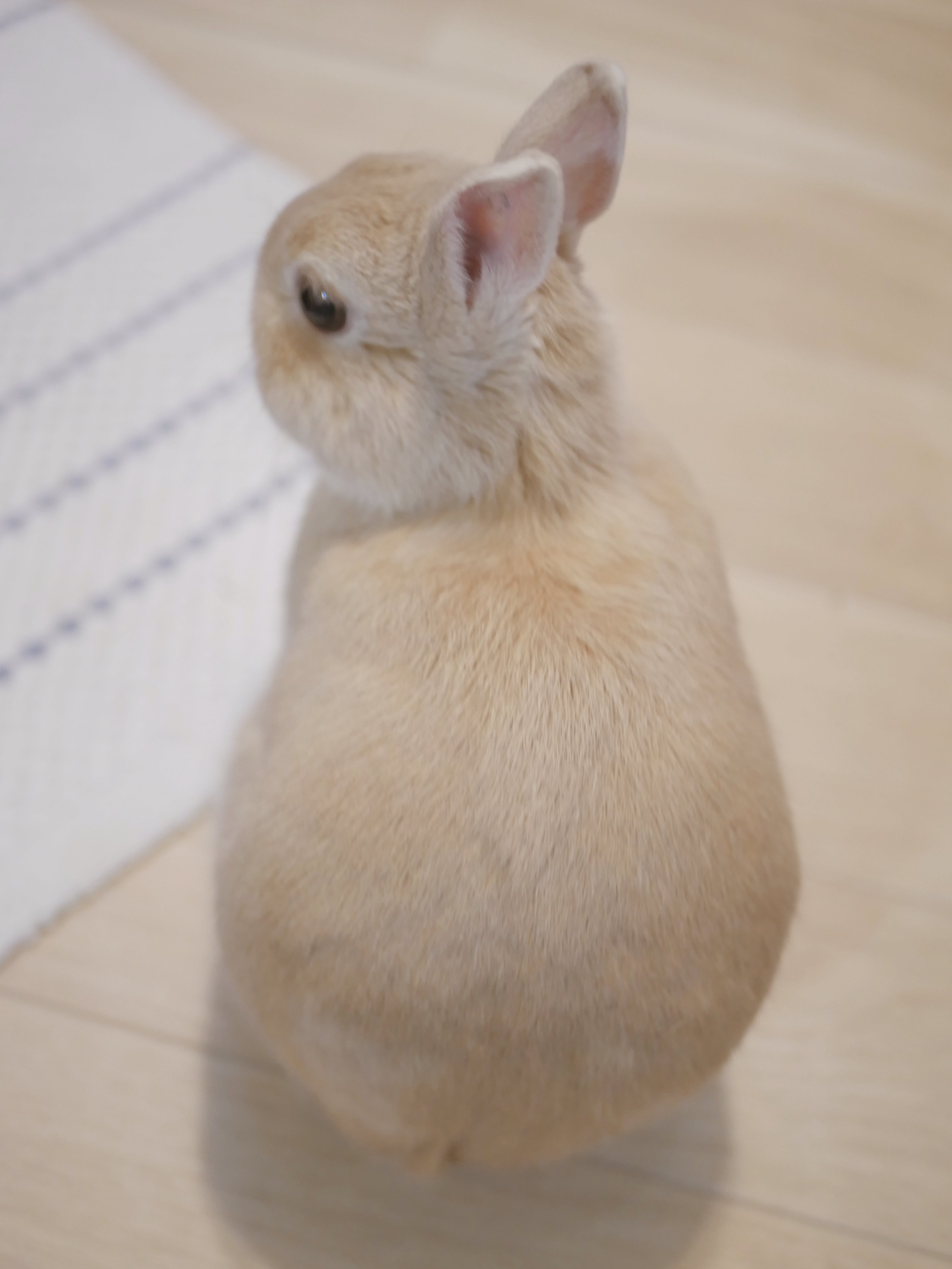 うさぎのひのき🌳 Hinoki bunny on X: 