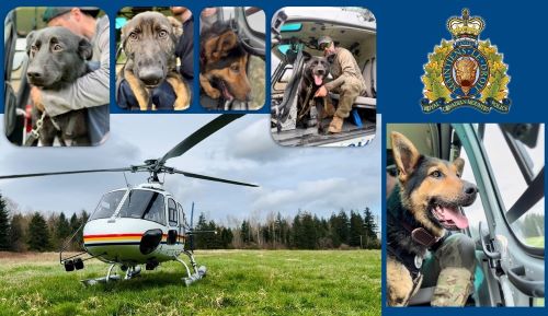 Comox Valley RCMP tweet media
