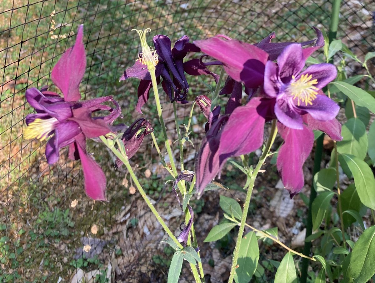 Looking forward to welcoming <a href="/thechowlab/">The Chow Lab</a> for the #UVA #chemicalengineering seminar Thursday at 11am in OLS 005 (and to enjoy the spring sights &amp; smells of Cville). #Biomaterials #TissueEngineering #GreatandGood