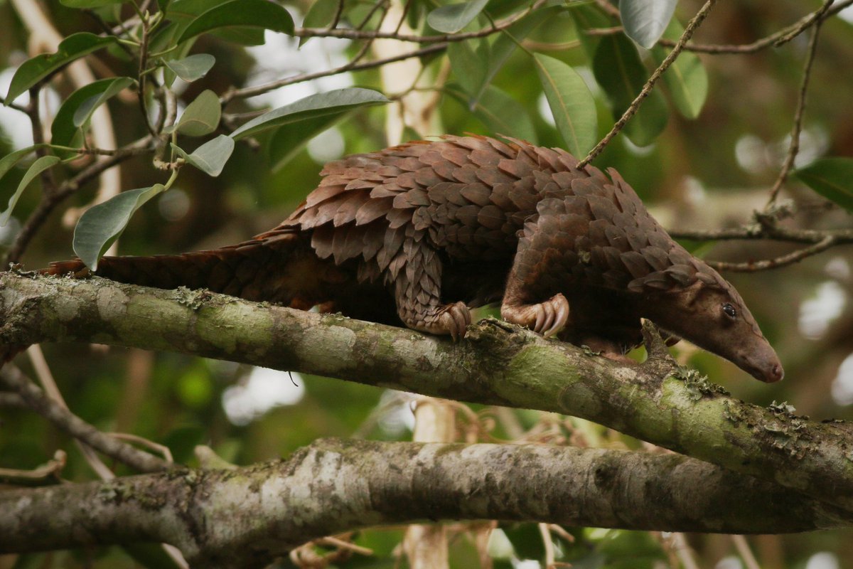 RealmOfAnimals's tweet image. This is the Pangolin, the armored wonder, native to Africa and Asia. They are the only mammals completely covered in protective keratin scales.
Despite their armor, they're shy, nocturnal, and mostly solitary creatures.