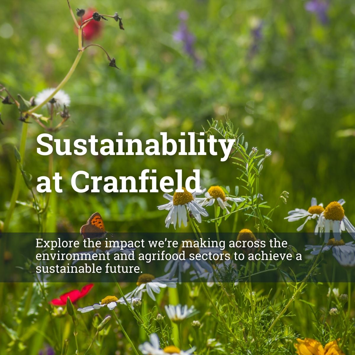 We are at the forefront of environmental engineering and management, addressing the challenges to deliver sustainable solutions for environmental change and rethinking clean environmental technologies for the future. #SustainabilityAtCranfield
Learn more: bit.ly/3sL2SI1