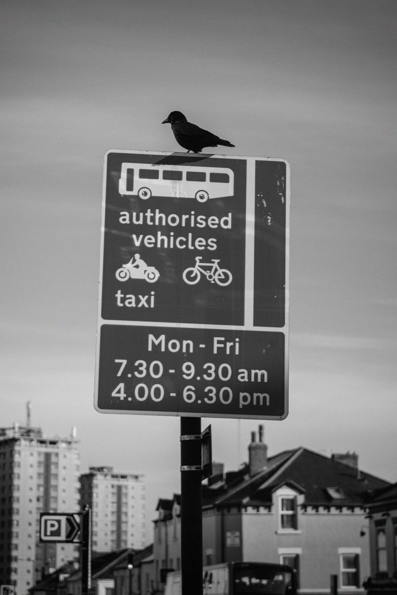 Unauthorised crow. 

#photography #photographer #streetphoto #streetphotography #sheffield #socialsheffield