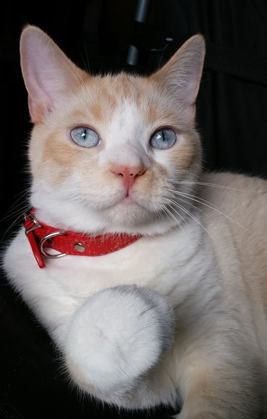 PWoodlandia's tweet photo. HAPPY BIRTHDAY TOPHER!
It's Hard to Believe! Grand Duke Topher Is 12 Years Old Today!
~ Topher Has Been The Official Royal Pet Of HRH Prince Shawn For All 12 Years Of His Life!

#micronation #micronations #woodlandia #cats https://t.co/eHwYCleMA2