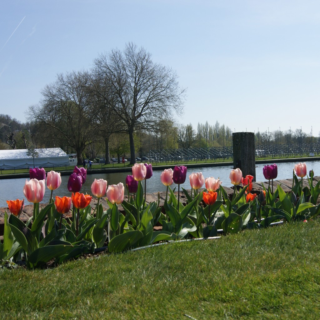 #henleyonthames #privatemembersclub #phylliscourtclub #spring #tulips