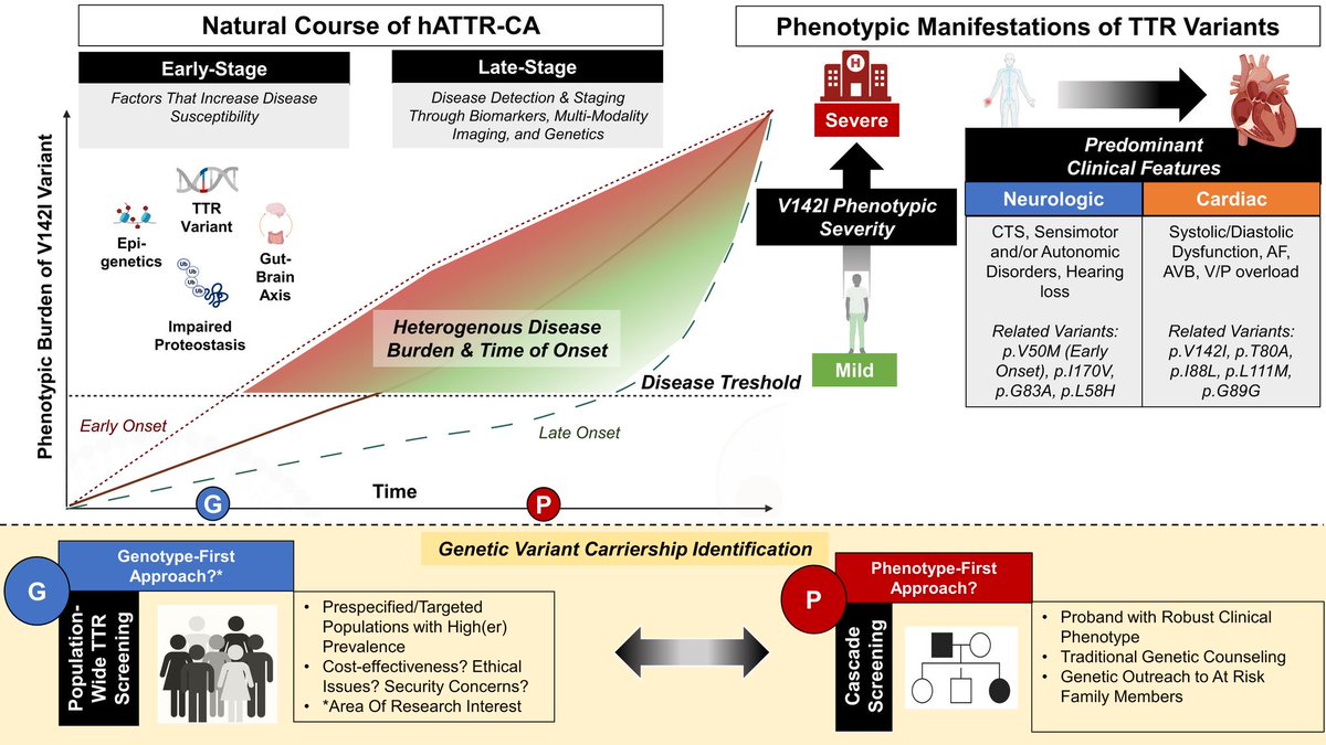 Ed_Alania's tweet photo. 🔴 Hereditary TTR Cardiac Amyloidosis With the p.V142I Variant: Mechanistic Insights & Diagnostic Challenges @CircAHA #Cardioed #Cardiology #Amyloidosis #hATTR https://t.co/H9AFGoRlgq