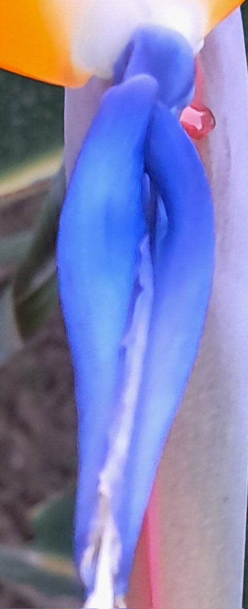 Strelitzia. Hasta nombre de mujer tiene...