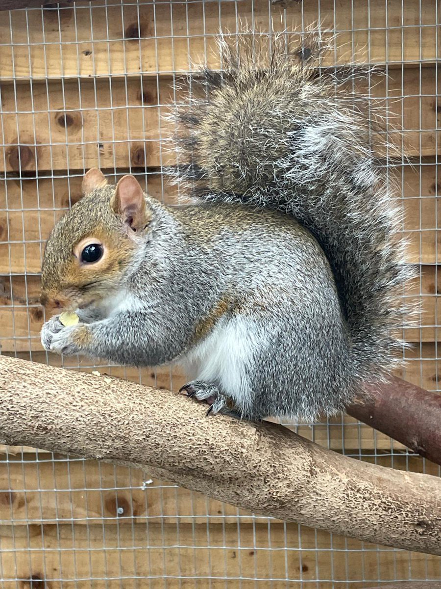 JJ 🩶🐿️🐿️🐿️🐿️ hitchinsquirrelrescue.co.uk