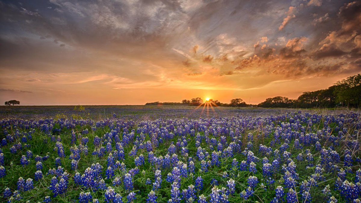 Each spring, bluebonnets blanket the prairies in brilliant color at Balcones Canyonlands National Wildlife Refuge. Just a short drive from Austin, this refuge offers peaceful walks, excellent birdwatching and roadsides bursting with the Lone Star State’s flower. 

Photo by @usfws