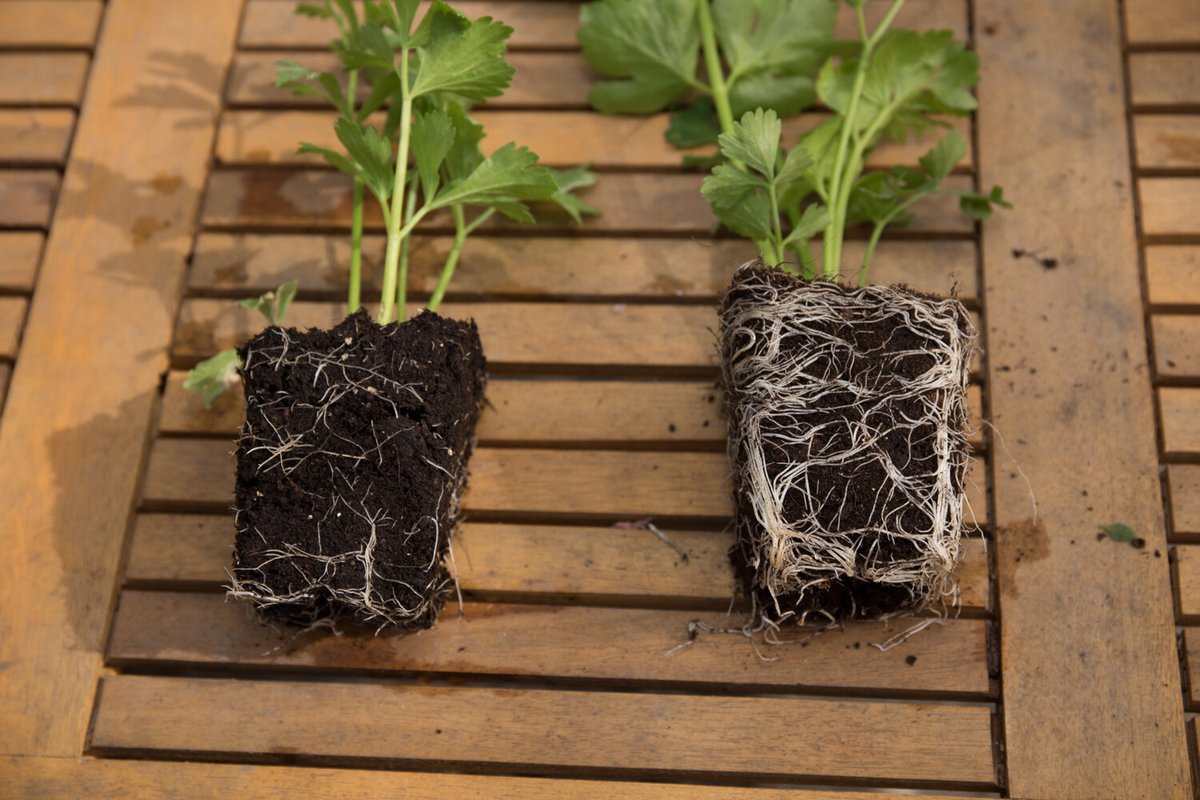 Happy #rootpornwednesday! 

The difference is in the DYNOMYCO. 

#mycorhiza #mycorhizal #dynomyco #homegrowing #gardening #fungi #farming #mycorrhizae #grower #urbanfarming