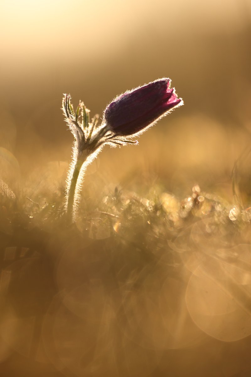 Pasque Flower