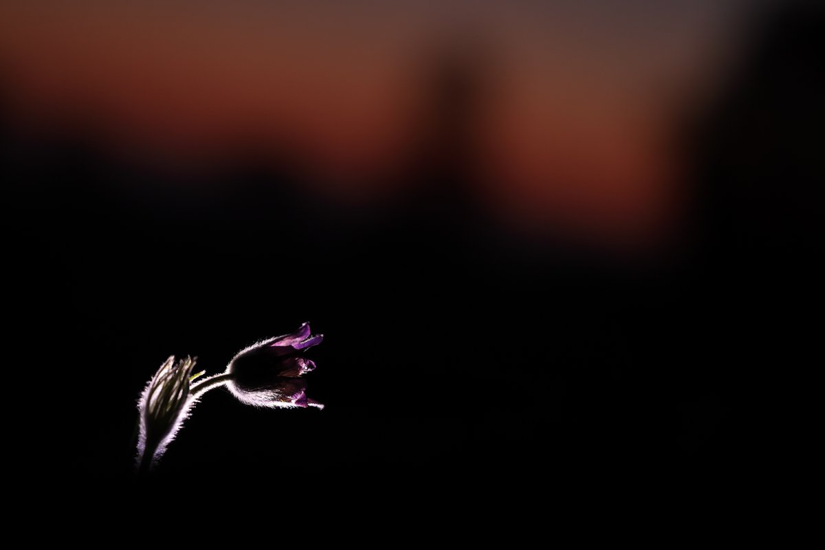 Pasque Flower