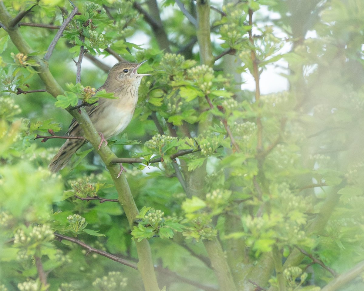 Jonathan Dodds (@_jdbirder) on Twitter photo I don’t see Grasshopper Warblers regularly in Kent so it was nice to see this one reeling at Victory Wood on a recent survey visit I don’t see Grasshopper Warblers regularly in Kent so it was nice to see this one reeling at Victory Wood on a recent survey visit