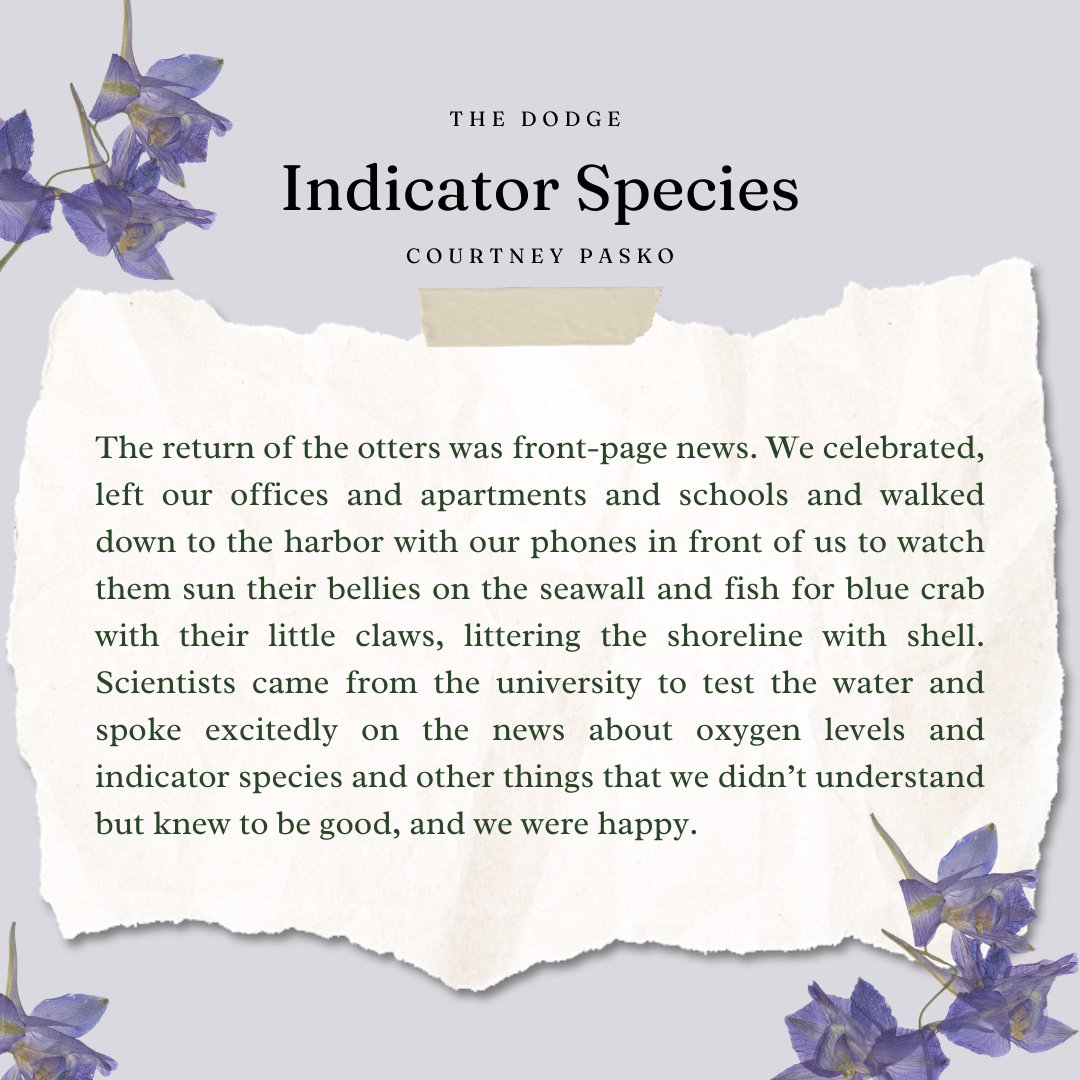 The Dodge (@thedodgemag) on Twitter photo Hi all! Today we're spotlighting "Indicator Species," a fiction piece written by <a href="/cmarielandis/">Courtney Landis Pasko</a> and featured in our Spring 2025 Issue, which is OUT NOW! Hi all! Today we're spotlighting "Indicator Species," a fiction piece written by <a href="/cmarielandis/">Courtney Landis Pasko</a> and featured in our Spring 2025 Issue, which is OUT NOW!