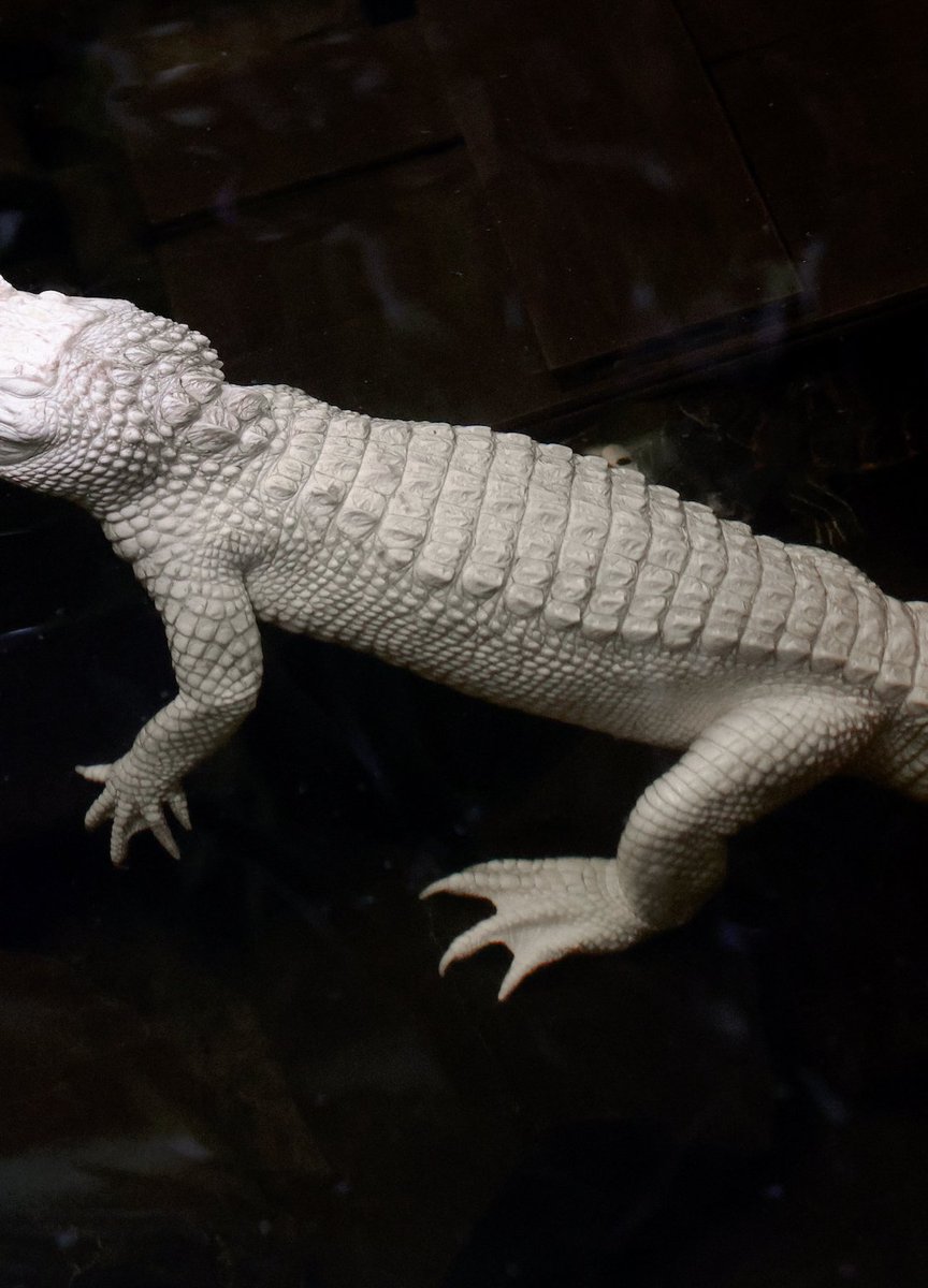 PhMuseum tweet media