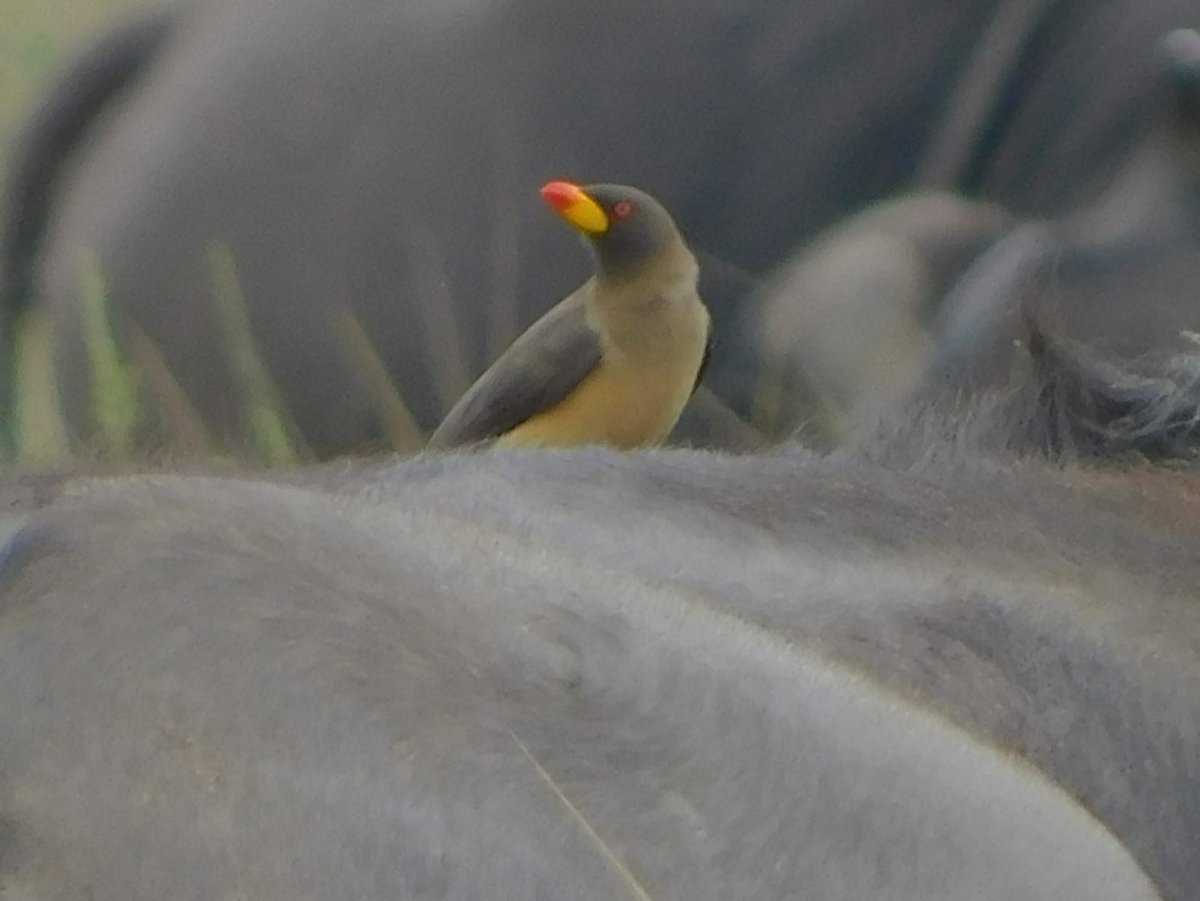 MtaliiSilver's tweet photo. A Yellow-billed Oxpecker rides on a Buffalo Nairobi National Park.
Here there's a symbiotic relationship in form of Mutualism; where Oxpecker eats ticks and flies while the Buffalo gets the parasites removed.
Call/WhatsApp +254707207838
Email: Wilnatssafaris@gmail.com https://t.co/naxGMs7F6t