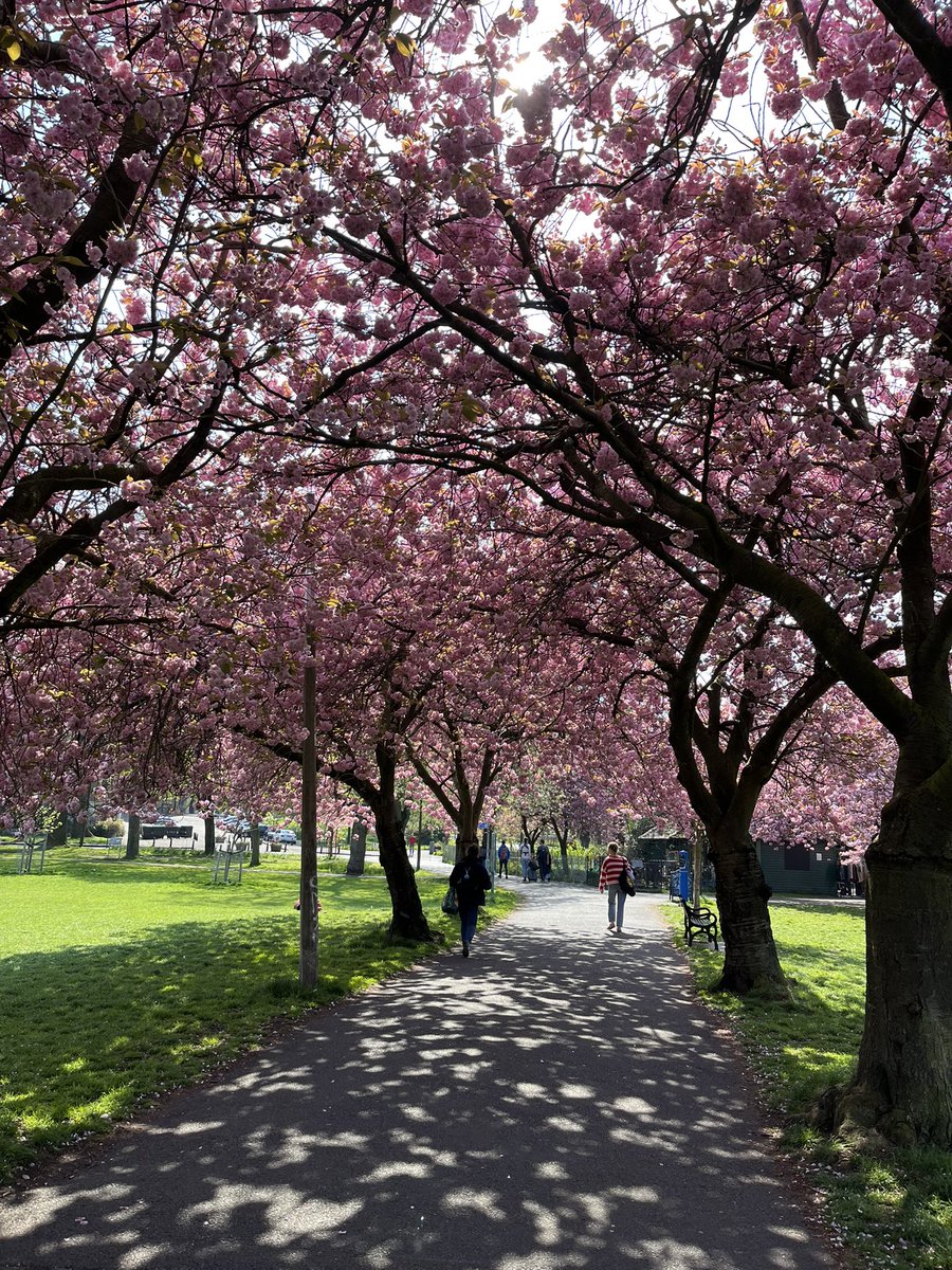 TanaCollins7's tweet image. The Meadows, Edinburgh. An iconic sight in the Spring with all the blossom