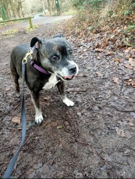 millypod1's tweet photo. ๐20 APR 2025 #Lost GINJA #ScanMe #Tagged
OLDER Dark Brindle/White Staffordshire Bull Terrier Female
From Garden #Broughton #Claverley #Wolverhampton #WV5
https://t.co/XIORGu7MbN https://t.co/zYQjlpgBBJ
