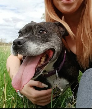 millypod1's tweet photo. ๐20 APR 2025 #Lost GINJA #ScanMe #Tagged
OLDER Dark Brindle/White Staffordshire Bull Terrier Female
From Garden #Broughton #Claverley #Wolverhampton #WV5
https://t.co/XIORGu7MbN https://t.co/zYQjlpgBBJ