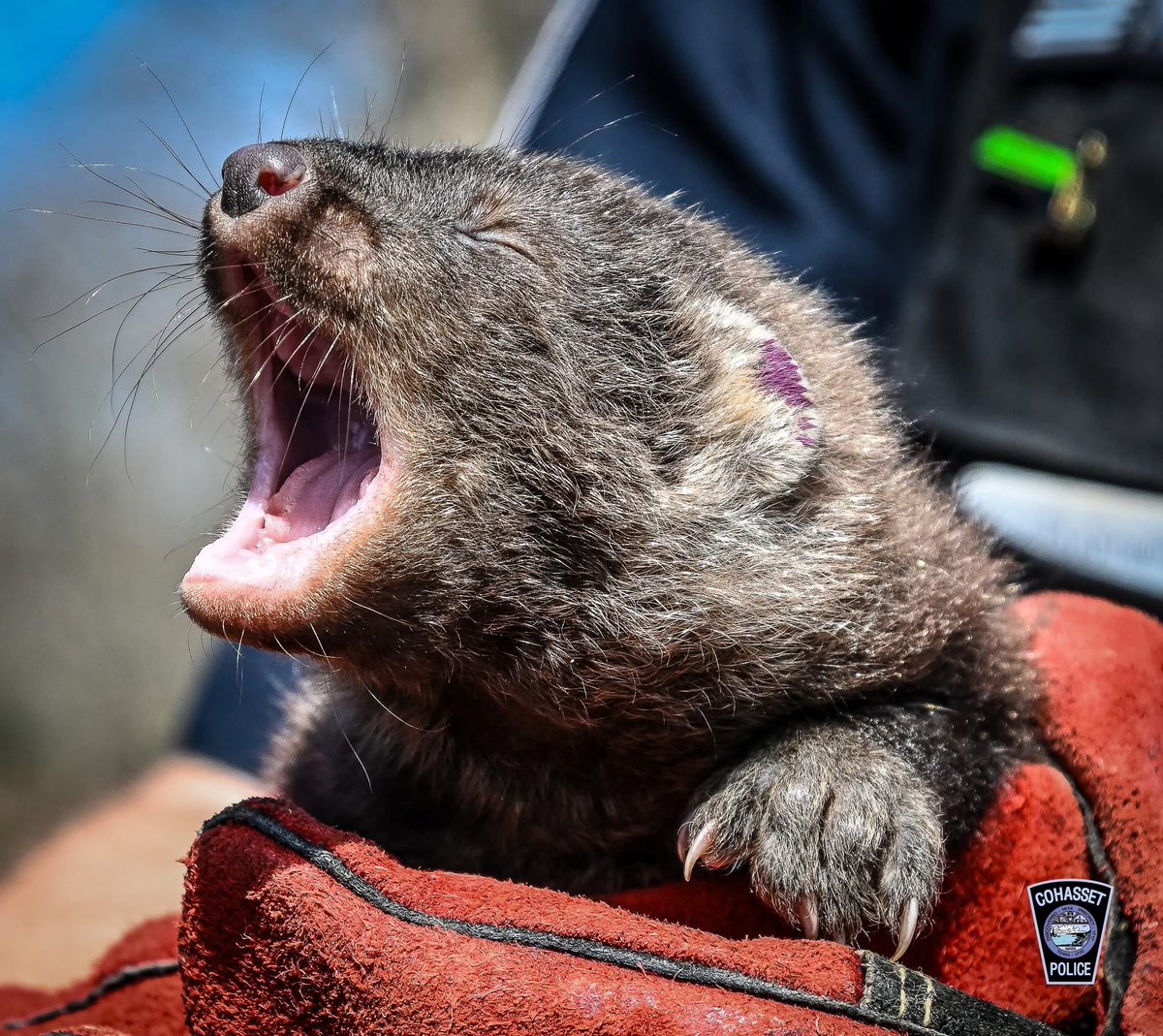 CohassetPolice's tweet image. Officer Kimball saved two baby Fishers that were found in the hollow of a tree that had just been cut down. No luck w/ mom coming back for them last night. They now at New England Wildlife Center for care & rehab