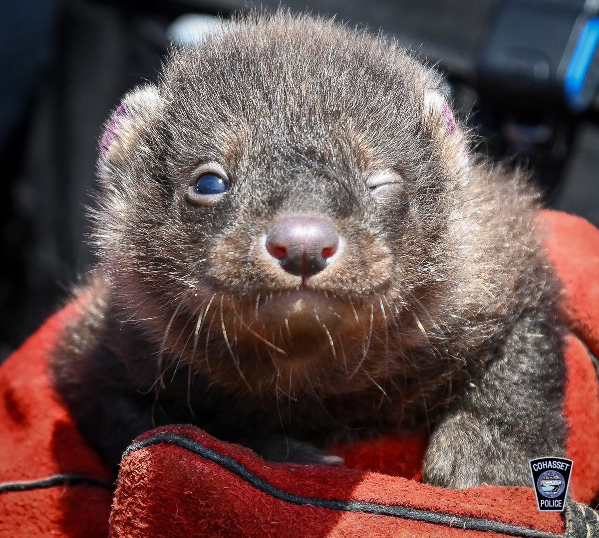 CohassetPolice's tweet image. Officer Kimball saved two baby Fishers that were found in the hollow of a tree that had just been cut down. No luck w/ mom coming back for them last night. They now at New England Wildlife Center for care & rehab