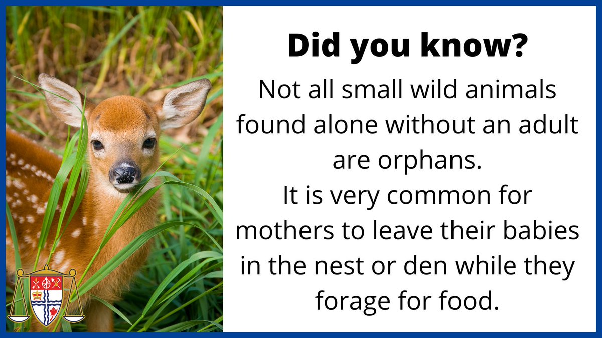 Every spring we receive an increase in calls from residents concerned that a baby wild animal they’ve found may be orphaned.

ottawa.ca/en/living-otta… #OttCity