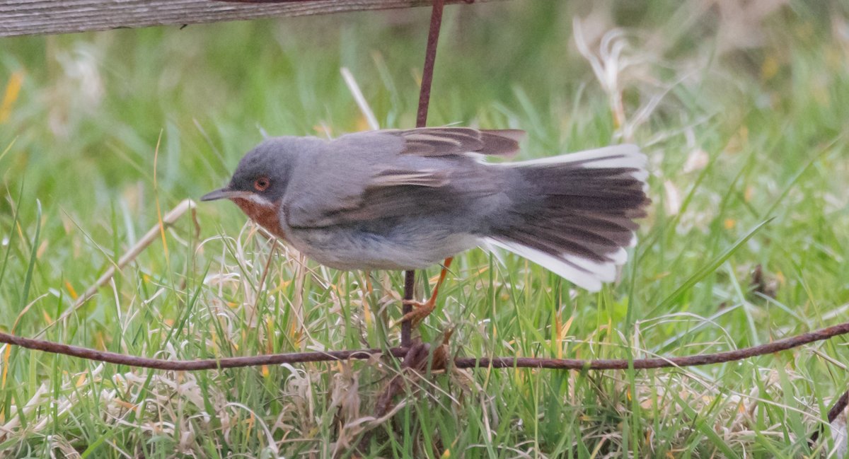 Fair Isle got in on the Subalpine Warbler action when this fine male Eastern appeared <a href="/FI_Obs/">Fair Isle Bird Observatory</a> today - what a stunner!