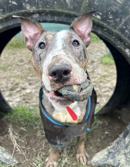 Please retweet to help Penelope find a home  #EDENBRIDGE #KENT #UK 
English Bull Terrier, aged 2, rescued from neglect 🐶💔
Available for adoption, registered British charity✅
Details or apply for Penelope below 👇
lastchanceanimalrescue.co.uk/kennel/dog.php
Penelope sadly came to Last Chance