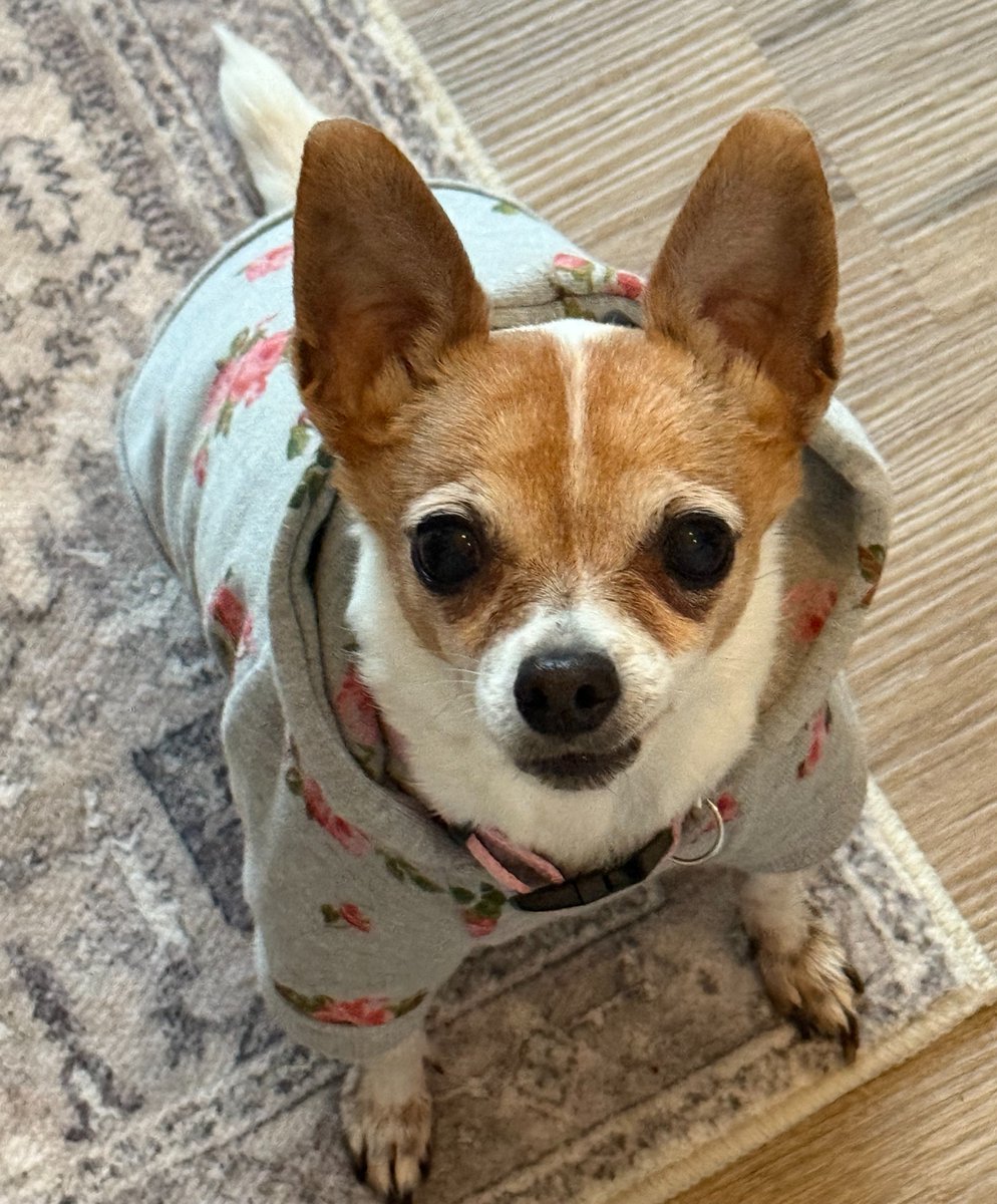 Denver Animal Shelter tweet media