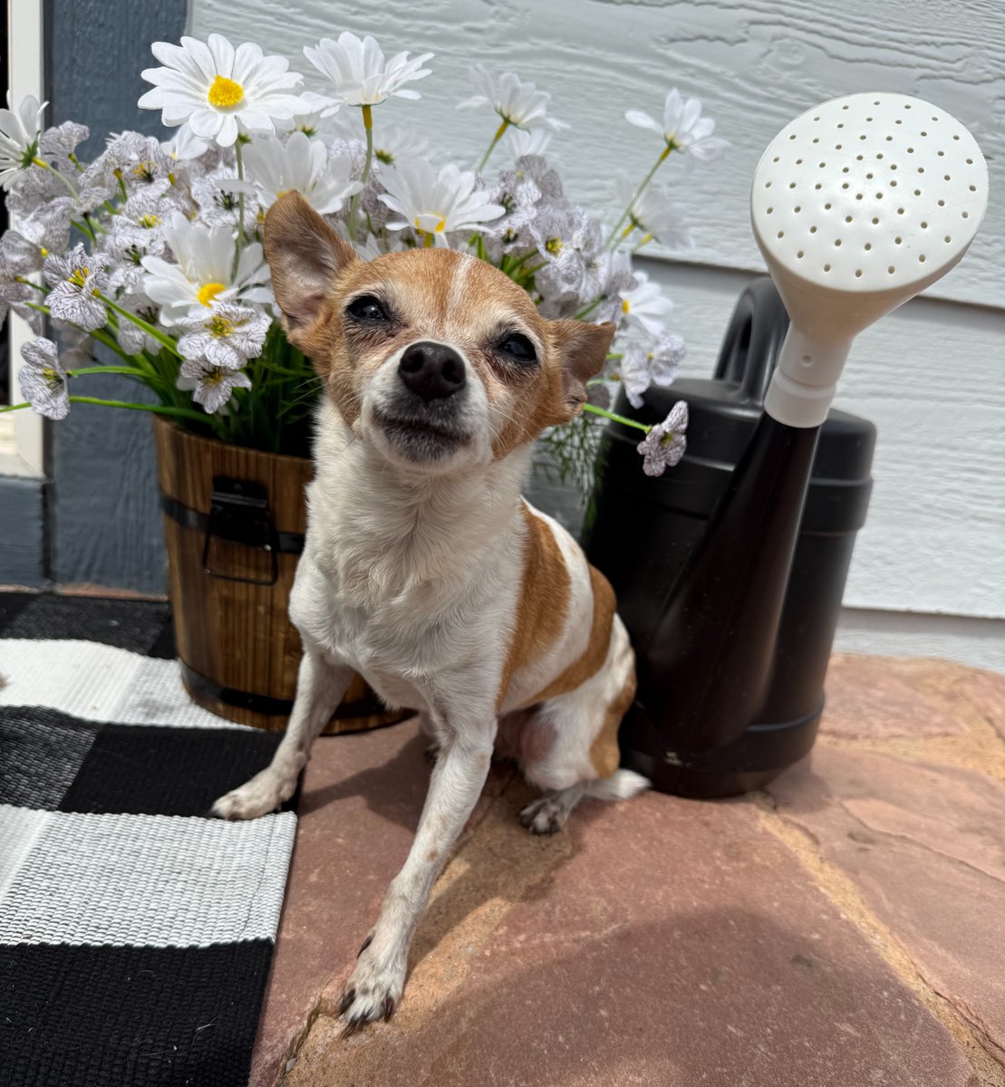 Denver Animal Shelter tweet media