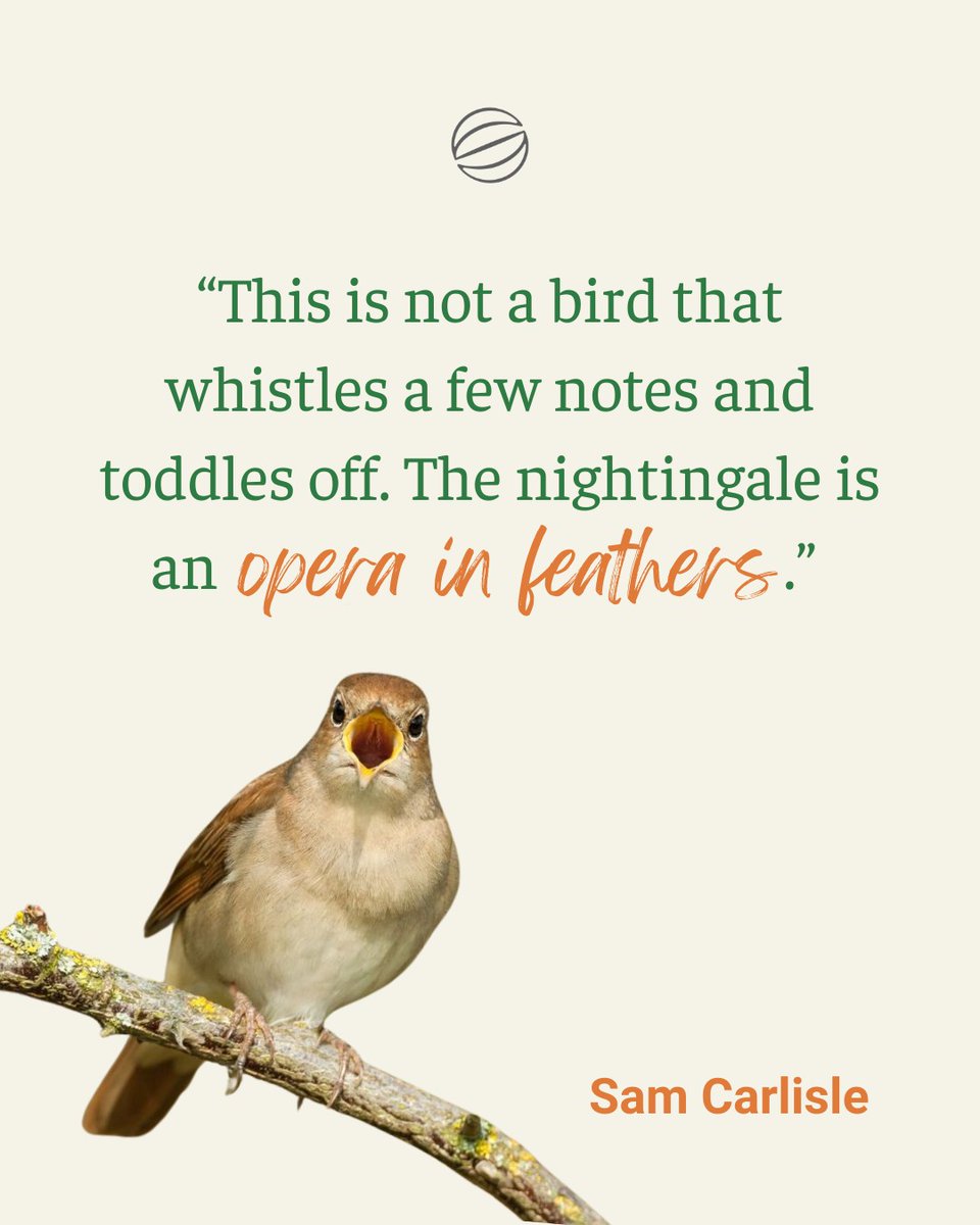 "Each April I eagerly await the song of the nightingale from the hedge by my window... but this year I'm still waiting."

'In Search of the Nightingale's Vanishing Symphony' - Sam Carlisle writes on #ScribehoundCountryside

Read more
scribehound.com/countryside/sh…