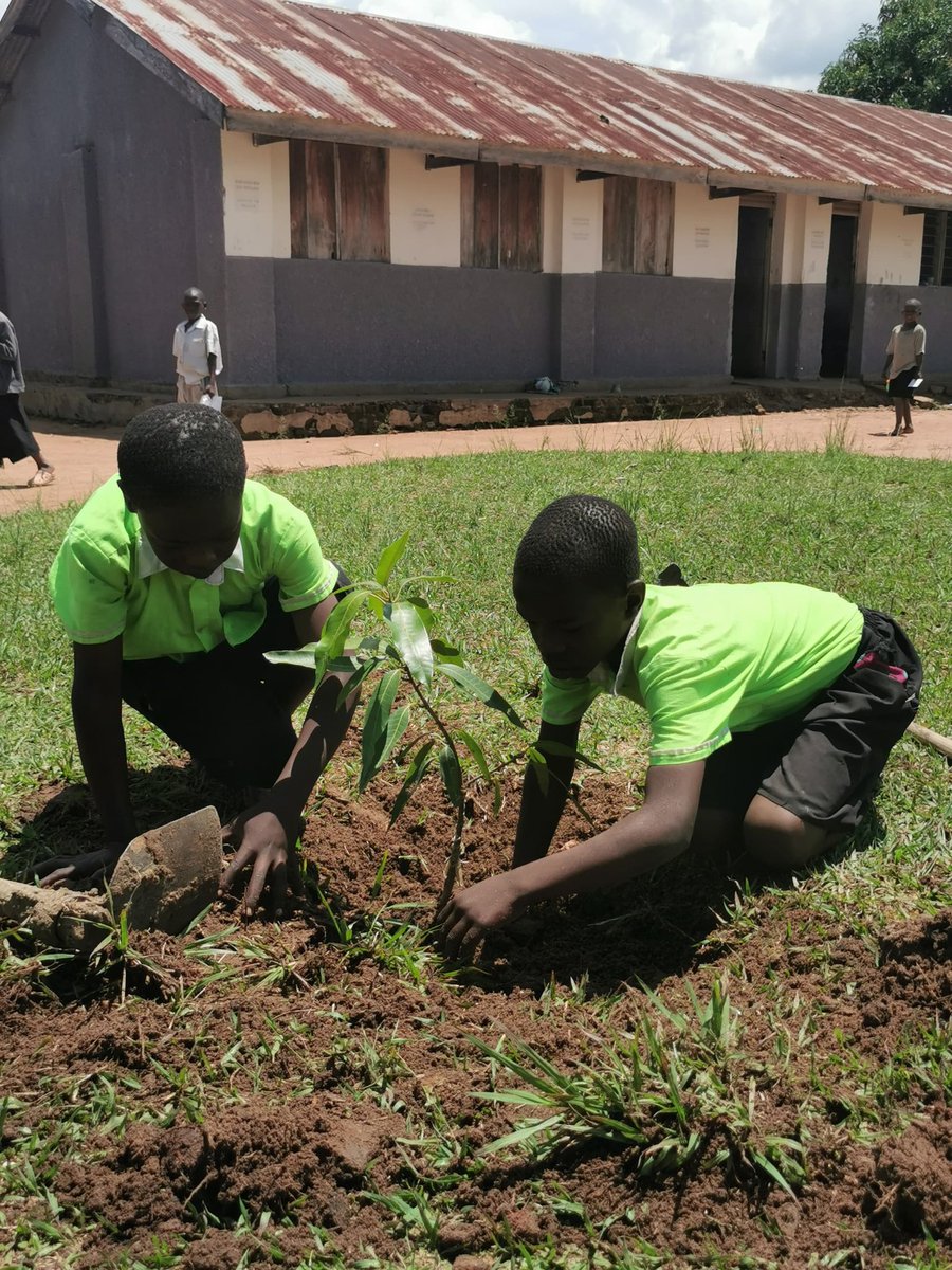 WorksJoyful's tweet photo. We planted fruit trees at Luzinga Primary School to fight food insecurity, promote afforestation, and mitigate climate change. Each tree is a step toward a greener, healthier, and more resilient future!
#ClimateAction #FoodSecurity #GreenSchools #RiseUpTogether https://t.co/yLzAfrhmLH
