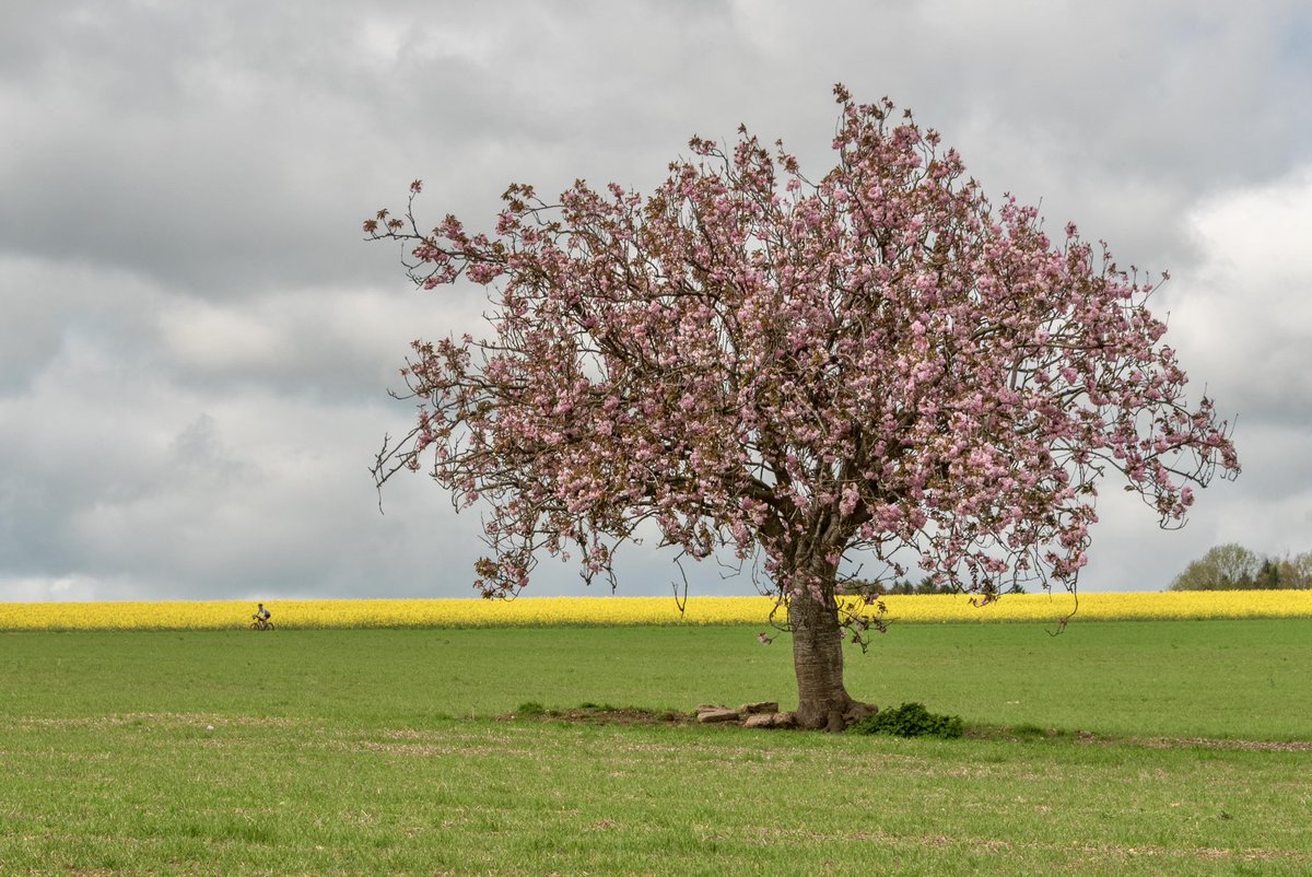 Lone cherry blossom tree in Dorset 

#blossom #tree #spring #landscape #nature