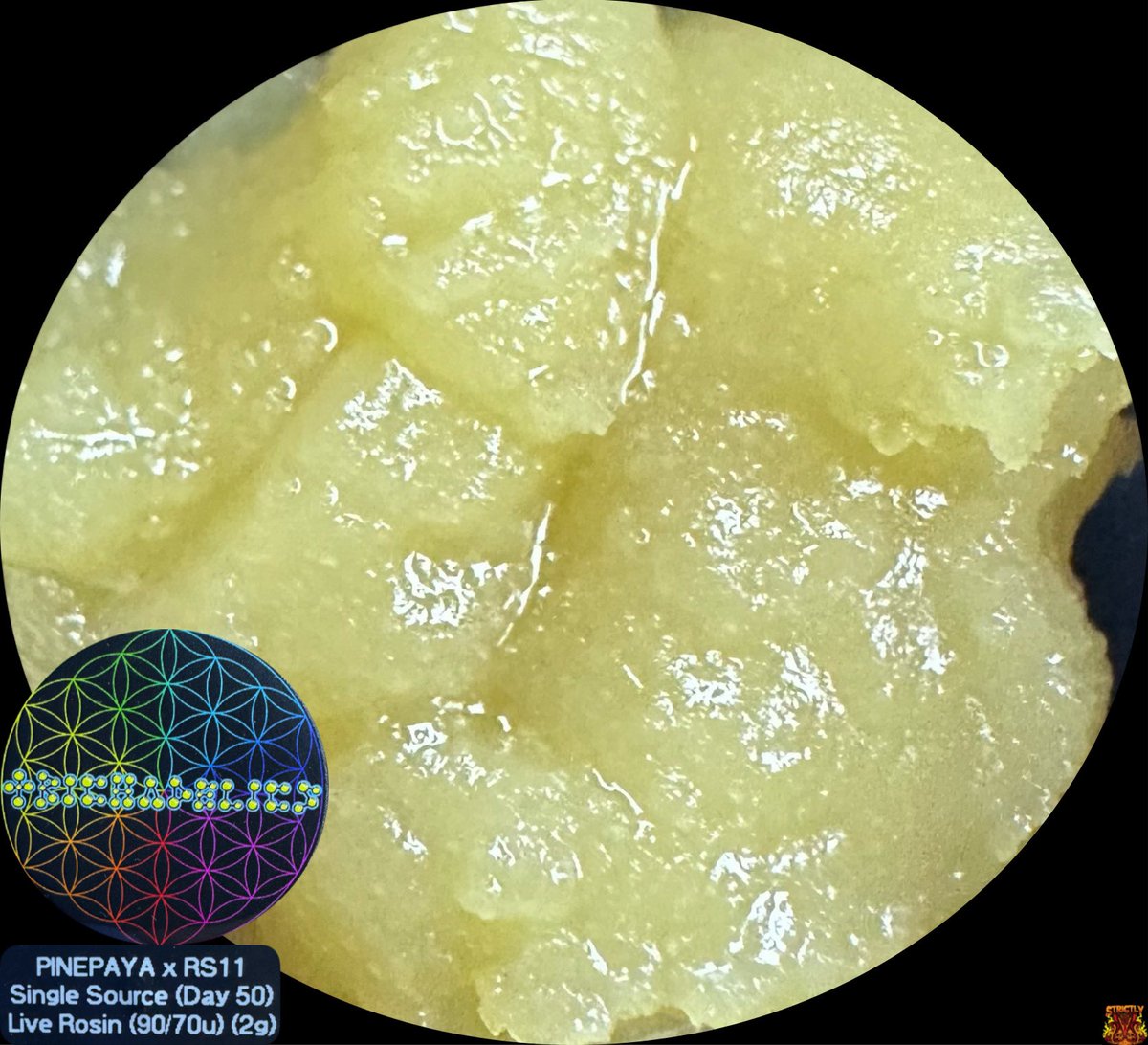 StrictlyOGSocal's tweet photo. #pinepaya x #rs11 #fire #flavorful #mixmicron #70&amp;90u #dolewhip #pineapple #clean #gassy #onlythebest #unique #wet #clean #singlesource #trichadelics #premium #coldcure #hashrosin

Hashmaker

@trichadelics

Our Insta 

@strictlyogsocal
@strictlyogsical4.0
@stirctly_og_ https://t.co/LMzfQYztPJ