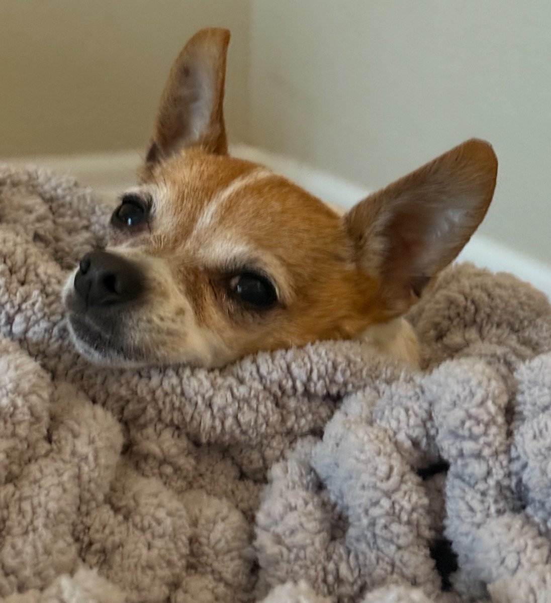 Denver Animal Shelter tweet media