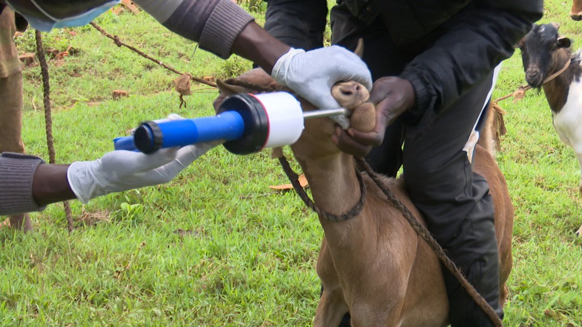 Radio Rusizi FM 101.8 (@rusiziradio) on Twitter photo Mu kiganiro #Dusaseinzobe cyo kuri uyu wa kane tariki 24 Mata 2025, turagaruka kuri servise z'ubuvuzi bw'amatungo. Ese umworozi warwaje itungo abona ubuvuzi hafi? Aborozi bo se basobanukiwe uburyo bwo gukumira indwara zifata amatungo? <a href="/RusiziDistrict/">Rusizi District</a> <a href="/Nyamasheke/">Nyamasheke District</a> <a href="/RwandaAgri/">Ministry of Agriculture & Animal Resources |Rwanda</a> Mu kiganiro #Dusaseinzobe cyo kuri uyu wa kane tariki 24 Mata 2025, turagaruka kuri servise z'ubuvuzi bw'amatungo. Ese umworozi warwaje itungo abona ubuvuzi hafi? Aborozi bo se basobanukiwe uburyo bwo gukumira indwara zifata amatungo? <a href="/RusiziDistrict/">Rusizi District</a> <a href="/Nyamasheke/">Nyamasheke District</a> <a href="/RwandaAgri/">Ministry of Agriculture & Animal Resources |Rwanda</a>
