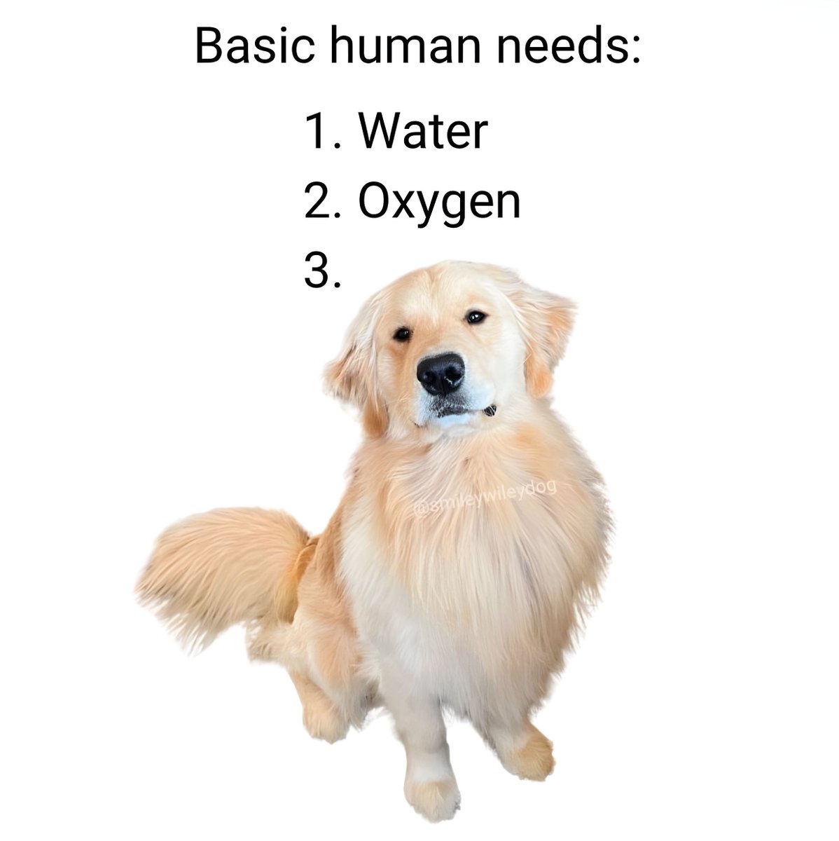 The Dalbo Dog (@dalbodog) on Twitter photo 