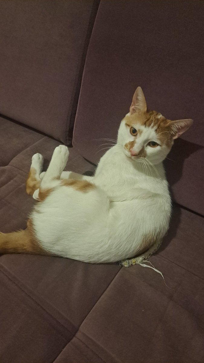 s3b1l3's tweet photo. Selomuzun kardesi sacide bugün depremde çok korkup kaçtı, küçükçekmece çevresinde gören olursa bir veterinere teslim etmelerini rica ederiz🙏 https://t.co/YzWrpus7FW