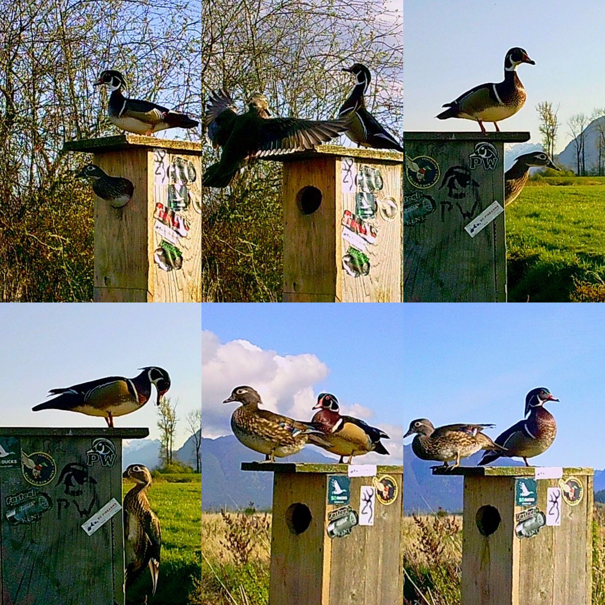 Pittwaterfowler's tweet image. Trail cams are BUSY and not just with wood ducks! Our boxes provide more than just habitat for nesting! #pittwaterfowlers #nestingboxes