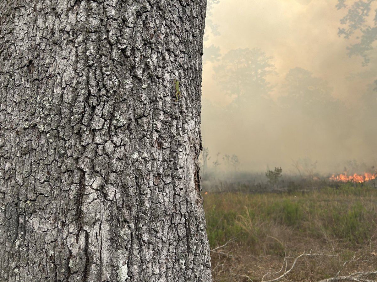 Seth W. Bigelow, Ph.D. (@bigelowseth) on Twitter photo Look closely and you will see a tree frog high-tailing it out of the flame zone up this highly inflammable live oak. I’m endlessly impressed by the street-smarts of little critters. <a href="/talltimbers1958/">Tall Timbers Research Station and Land Conservancy</a>, Livingston Place Look closely and you will see a tree frog high-tailing it out of the flame zone up this highly inflammable live oak. I’m endlessly impressed by the street-smarts of little critters. <a href="/talltimbers1958/">Tall Timbers Research Station and Land Conservancy</a>, Livingston Place