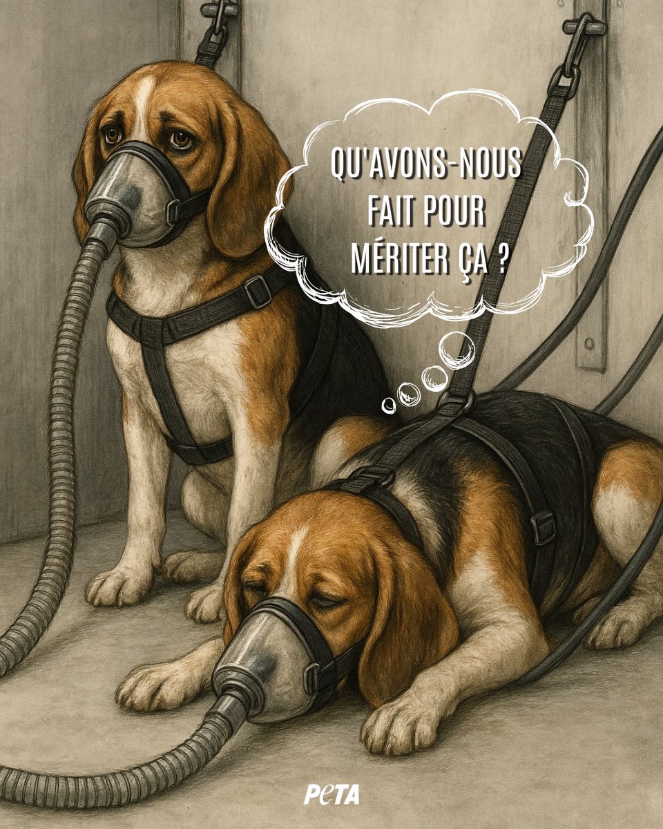 PETA_France's tweet image. En cette journée mondiale des animaux dans les laboratoires, rappelons que des chiens et autres animaux sont encore torturés et tués au nom de la « science » 💔

Des beagles sont contraints d&apos;inhaler des poisons pendant des heures… avant d&apos;être tués. #EndAnimalTesting