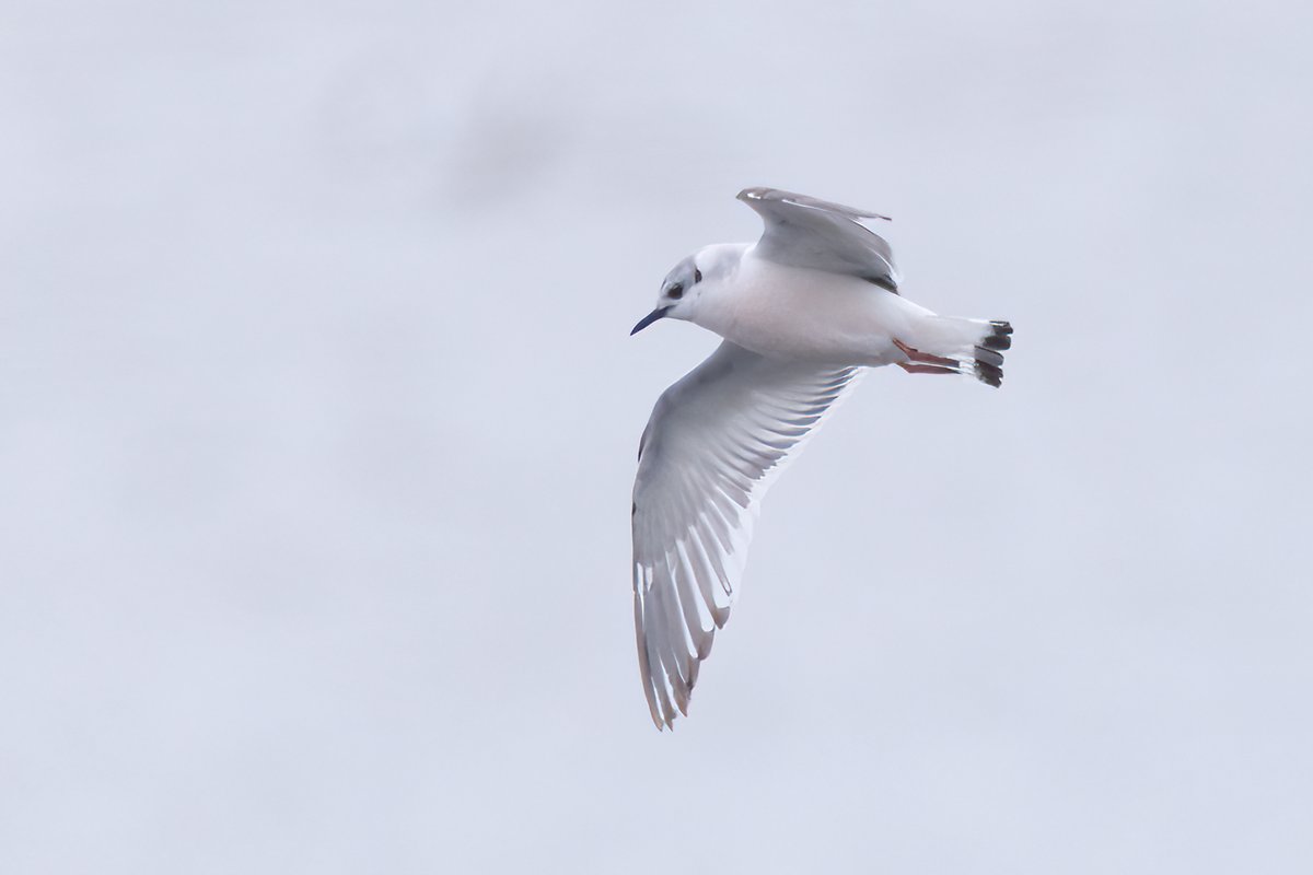 Mark Wright (@markwright12002) on Twitter photo Little Gull (distant)
Lytchett Bay, Poole Harbour, Dorset
<a href="/LytchettP/">Lytchett Bay Nature</a>
<a href="/harbourbirds/">Birds of Poole Harbour</a>
@dorsetbirdclub Little Gull (distant)
Lytchett Bay, Poole Harbour, Dorset
<a href="/LytchettP/">Lytchett Bay Nature</a>
<a href="/harbourbirds/">Birds of Poole Harbour</a>
@dorsetbirdclub
